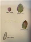  Glumes and Lower Floret (Lower lemma and lower palea)